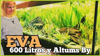 ACUARIO de 2 METROS y 60O LITROS con ALTUM [upl. by Neelik9]