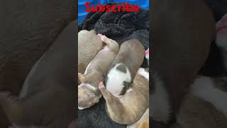 MOB Xocolatl amp Her Beautiful Litter🔥🐾🐶🦍healthydogs pitbull americanbully  puppies [upl. by Anasiul340]