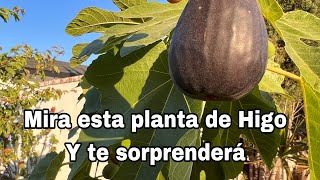 Sorprendente planta de higo 642022 [upl. by Liagibba]