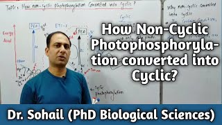 Cyclic Photophosphorylation  Difference between cyclic and noncyclic Photophosphorylation [upl. by Ttesil]