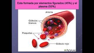 CLASE TEORICA DE SANGRE  GLOBULOS ROJOS Y HEMOGLOBINA [upl. by Atiuqrahc]