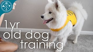 Dog training and tricks  1 yr Samoyed [upl. by Arch55]