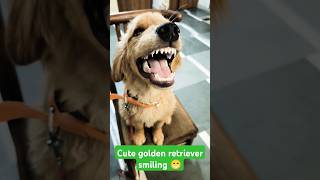 Cute golden retriever smiling 😁 session 147 shorts [upl. by Assiralk]