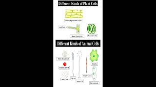 Different Kinds of Plant and Animal Cells geneticteacher [upl. by Alohs]