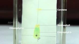 Separation of Pigments from the Extract of Spinach Leaves by Paper Chromatography  MeitY OLabs [upl. by Ardnayek]