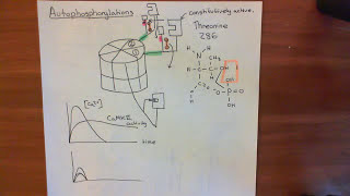 CalciumCalmodulin Dependent Kinase II Part 3 [upl. by Lundeen]