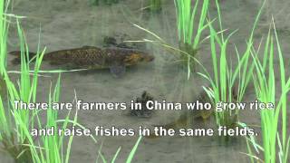 China Growing rice raising fish for food and livelihood security [upl. by Melnick474]