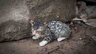 8°C kittens abandoned on the street trying to survive a miracle happened [upl. by Anidal278]