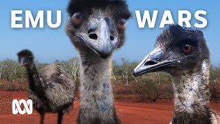 The Great Emu War how it started and who won  ABC Australia [upl. by Leodora903]