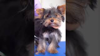 A cute Yorkshire Terrier puppy First grooming ✂️❤️🐶 So cute [upl. by Yl]