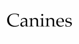 How to Pronounce Canines [upl. by Diane-Marie]