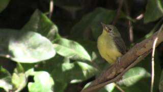 Green Backed Honeyeater  Bird watching in Australia with EjBirdwatching [upl. by Gazo]