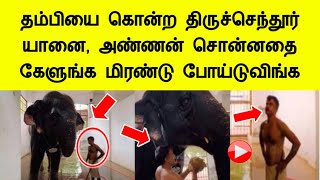 தம்பியை கொன்ற திருச்செந்தூர் யானை அண்ணன் சொன்னதை கேளுங்க மிரண்டு போய்டுவிங்க Tiruchendur elephant [upl. by Noland902]