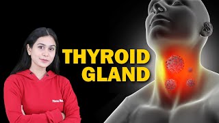 Endocrine System and Adolescence  Thyroid Gland  Biology  Class 8 ICSE  Home Revise [upl. by Hctub254]