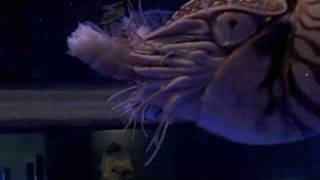 Behind the Scenes Chambered Nautilus Feeding  California Academy of Sciences [upl. by Eanrahs390]