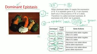 Epistasis types  dominant recessive double dominant dominant recessive epistasis [upl. by Agata442]