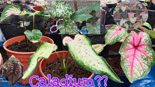 Caladiums in my backyard  New wave [upl. by Nylrehc237]