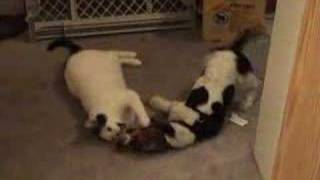 Basset Puppy Playing with Cat [upl. by Ethelinda]