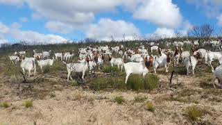 Boer goats in South Africa  Stilbaai Riethaan Boer Goats [upl. by Fabiano]