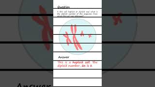 Differentiating Haploid and Diploid cells Q amp A biology genetics [upl. by Llevrac]