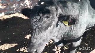 montofon şaroleangus melezleri büyükbaşhayvancılık angus charolais hayvancılık cow calf [upl. by Llezniuq]