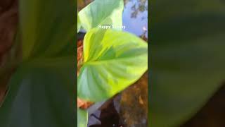 Homalomena Emerald Gem Var homalomena rareplants plants varigatedplants [upl. by Carmita]