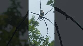 Giant Spider shortspider huntsmanspider [upl. by Suzzy]