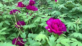 Bujor Arbustiv Roșu – Paeonia suffruticosa [upl. by Rhodie]