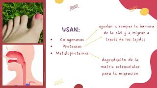 mecanismos de patogenicidad  Ancylostoma caninum [upl. by Neira]