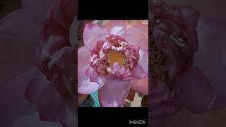 Lotus 🪷 flower on Diwali shorts ytshorts trending viral lotusflower [upl. by Pickens]