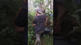 perjuangan ngeluarin akar pohon kantil dari dalam hutan [upl. by Marcel]