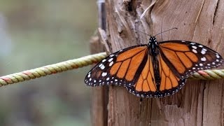 Mariposa Monarca  Santuario El Rosario  Ocampo Michoacán [upl. by Adnohryt]