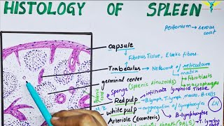 Histology of spleen [upl. by Ecnerret]