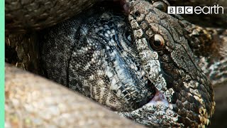 Iguana vs Snakes Full Clip  Planet Earth II  BBC Earth [upl. by Oz]