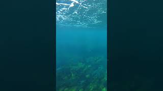 Wild Dolphins Underwater Encounter shorts 2 [upl. by Kunin313]