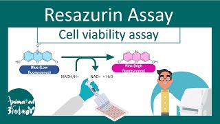 Resazurin Cell Viability Assay  Why Resazurin assay is performed  principle and application [upl. by Chemarin]