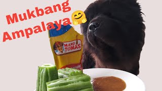 MUKBANG HILAW NA AMPALAYA🤗  BITTER GOURD  Dog Mukbang  CHOWS RARE [upl. by Sarat319]