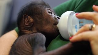 Naissance dun bébé gorille par césarienne au zoo de Bristol [upl. by Klinges]