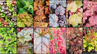 HEUCHERA VARIETIES  Plants Weekly [upl. by Zavala]