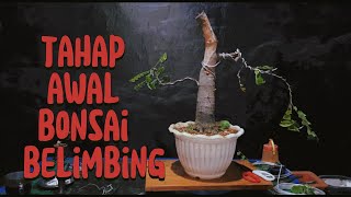 TAHAPAN AWAL MEMBUAT BONSAI BELIMBING  STARFRUIT [upl. by Luwana155]