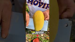 Amazing Technique Mangoes Protected in Bags in China 🥭shorts [upl. by Annerol]