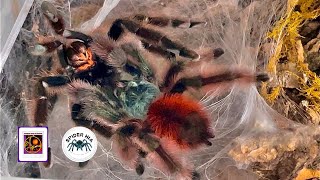 Mating Avicularia versicolor Antilles pinktoe tarantula thử cho Caribena versicolor giao phối [upl. by Alhsa]