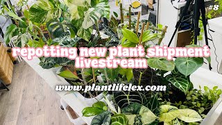 Repotting Plant Shipment amp Chill🪴✨  BLACK FRIDAY PREP HANGOUT  111524 [upl. by Omrellig]