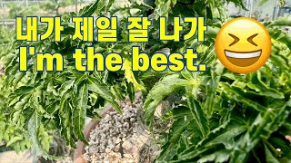 5월의 사자두 단풍나무The Lion’s head maple tree in May [upl. by Atinihs]