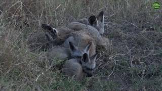 Moment of the Week Finding a bateared fox den in the Maasai Mara [upl. by Yla424]