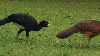 12 10 Great Curassow [upl. by Ahsar]