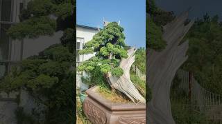 Beautiful Bonsai Works🌳🌲💥523shorts shortsvideo beautifulbonsai art khuebonsai🥰❤️ [upl. by Stanleigh]