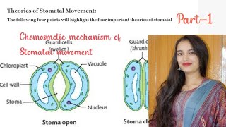 Chemiosmotic mechanism of Stomatal movement structure of stomata [upl. by Hsizan]