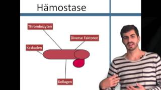 Hämostase Die Grundlagen [upl. by Ninos]