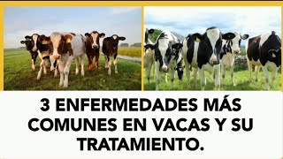 3 Enfermedades más comunes en vacasbovinos 🐄🐮y sus tratamientos vacas viral shorts vet cow [upl. by Clementia]